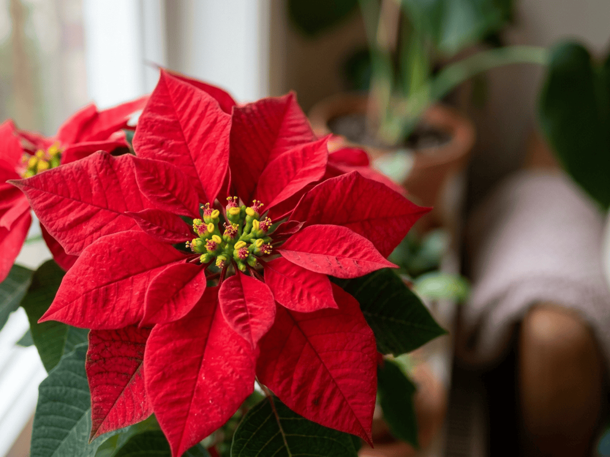 Weihnachtsstern — Nahaufnahme von Blättern und Blüten