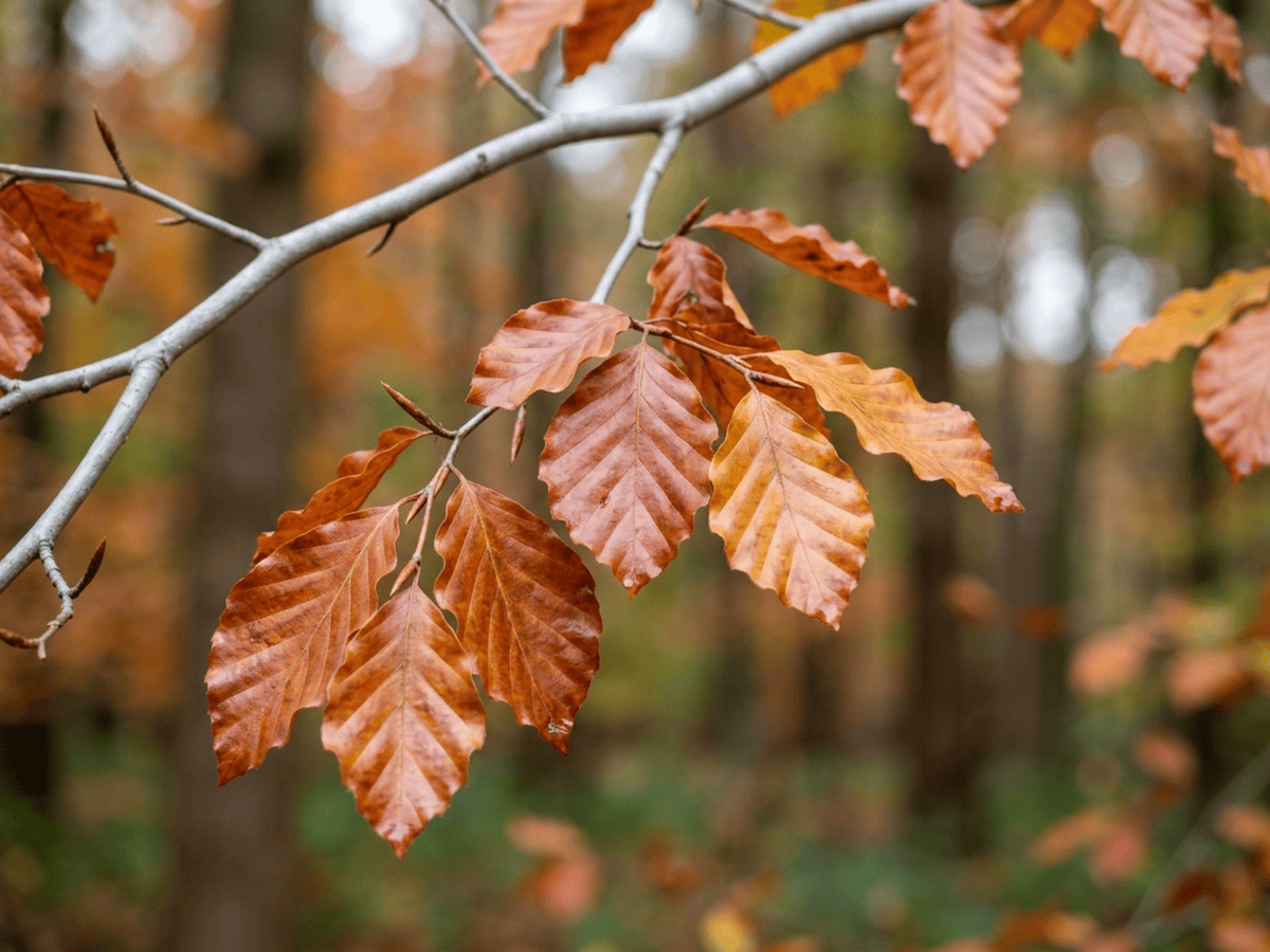 Hêtre commun — gros plan sur feuilles et fleurs