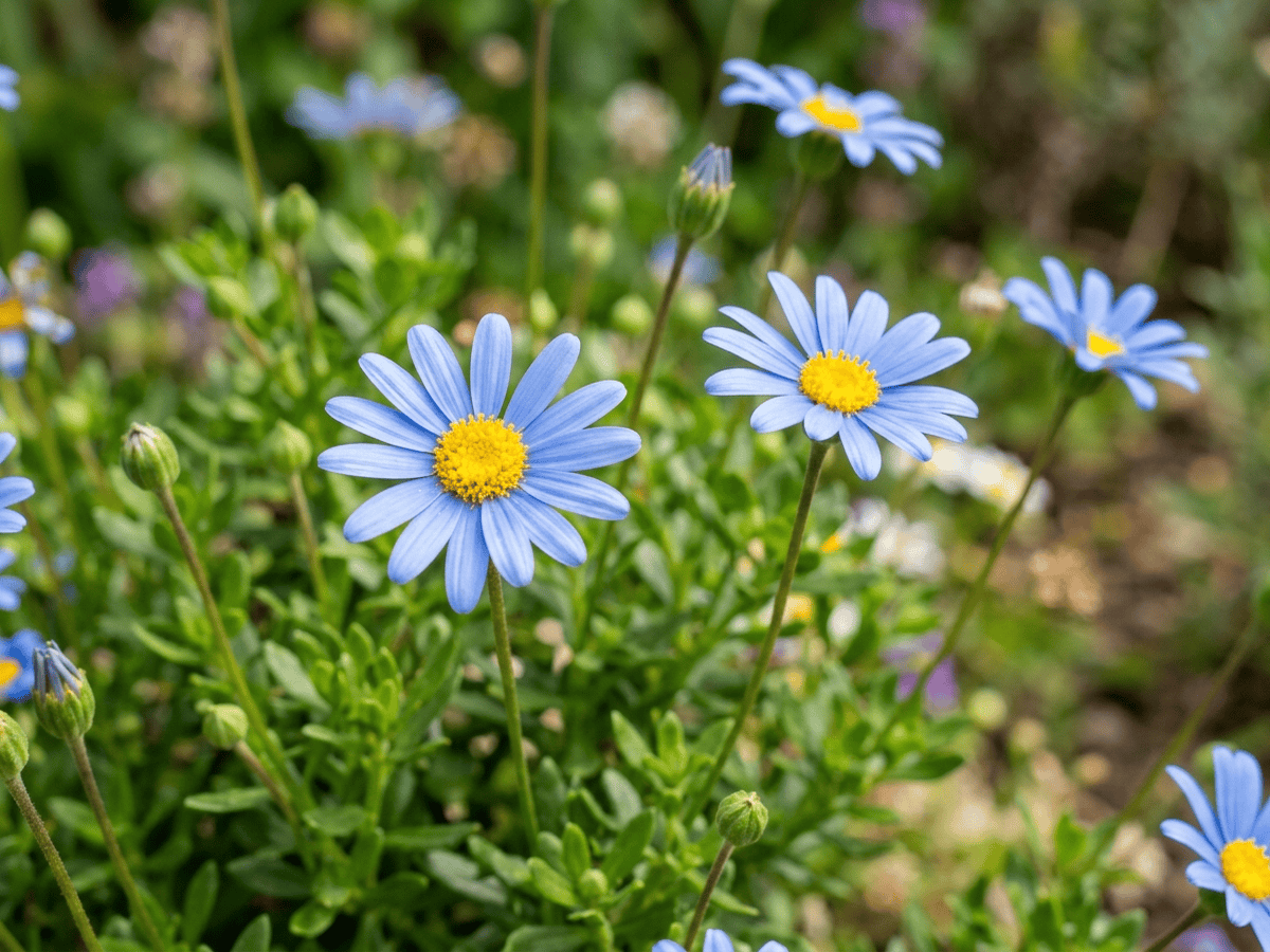 Coastal Blue Felicia — close-up of leaves and flowers