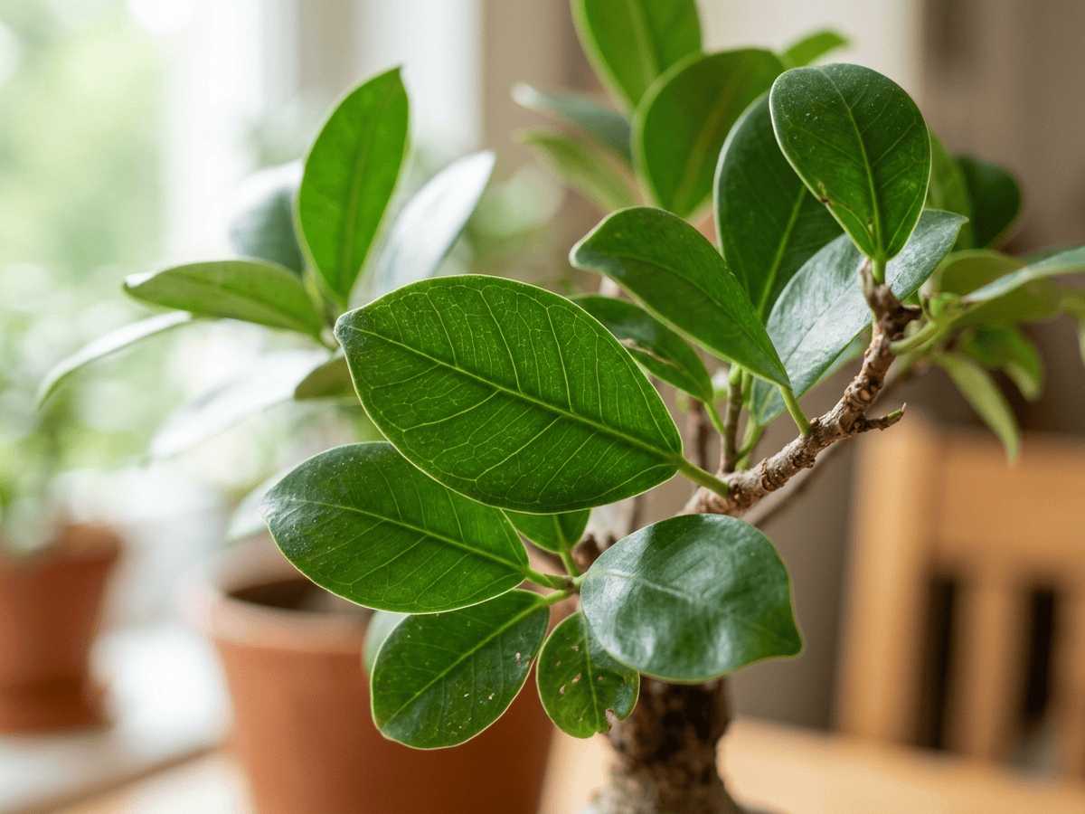 Ficus a frutti piccoli — primo piano di foglie e fiori