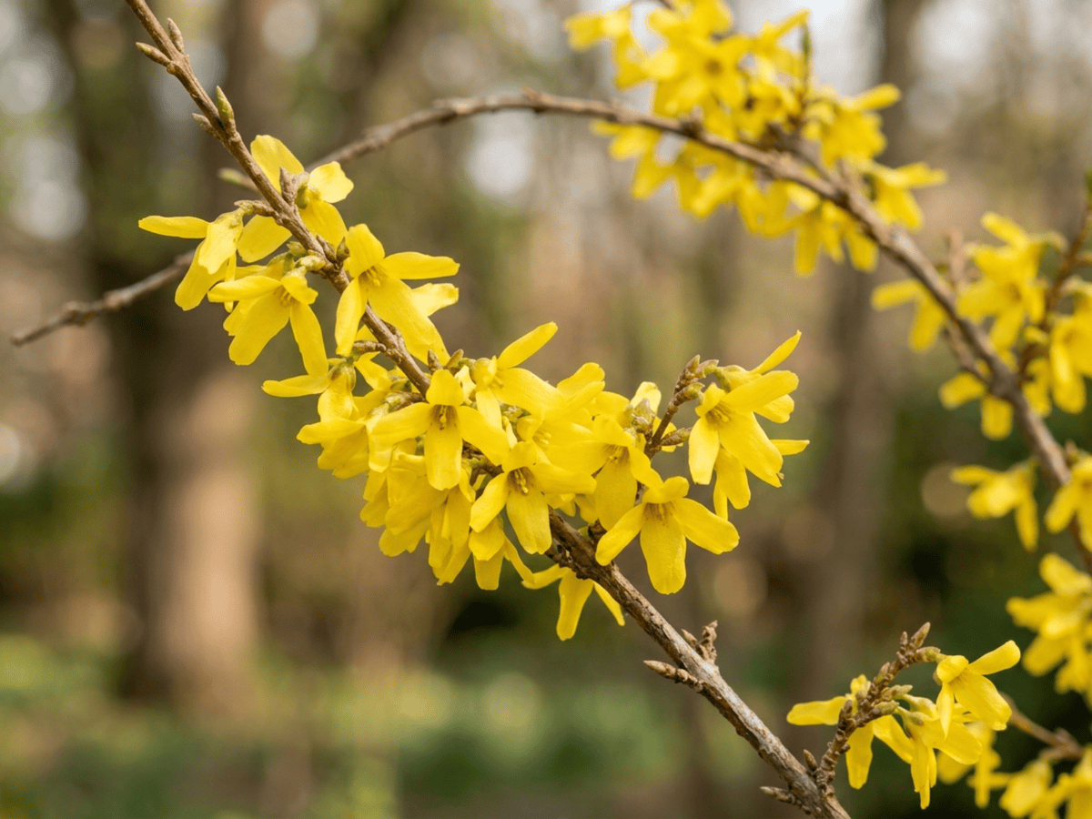 Forsizia — primo piano di foglie e fiori