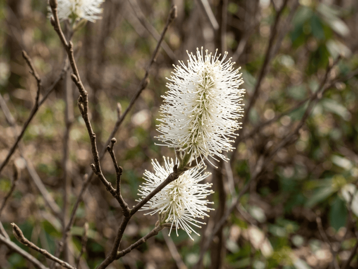 Mountain Witch-Alder — close-up of leaves and flowers