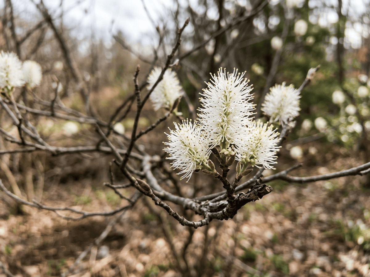 Mountain Witch-Alder — seasonal appearance
