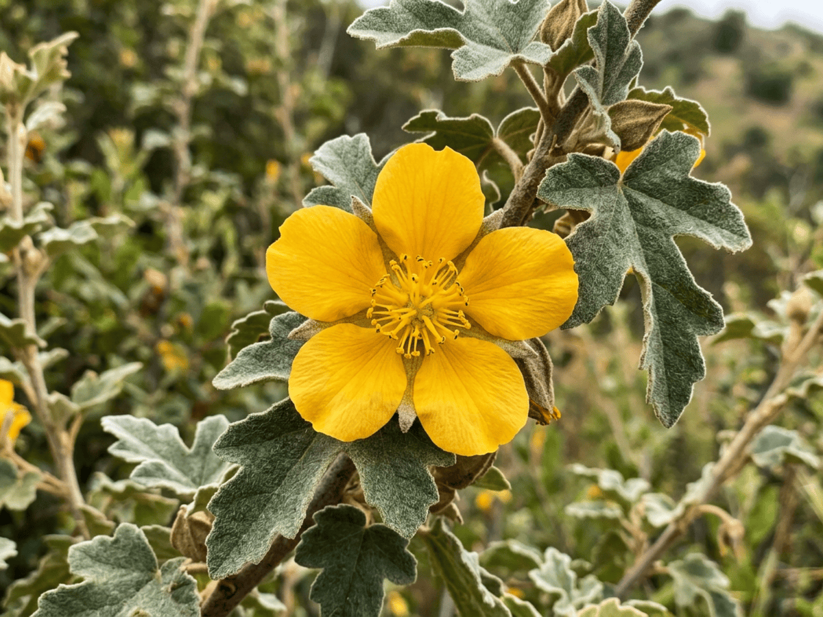 Frémontia de Californie — gros plan sur feuilles et fleurs
