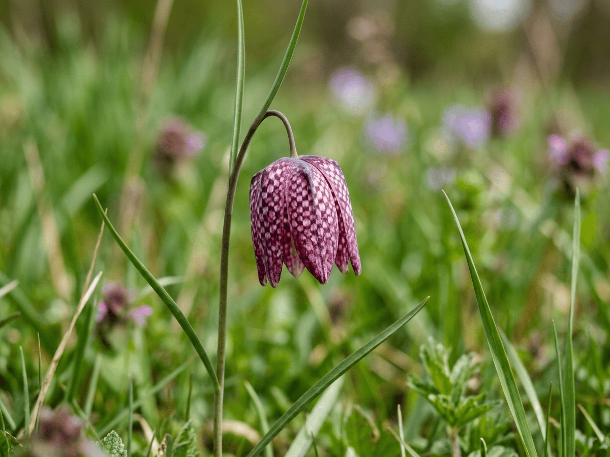 Snake's-Head Fritillary — close-up of leaves and flowers