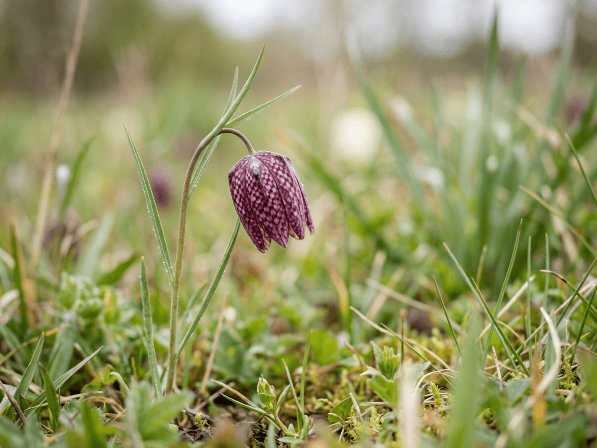 Snake's-Head Fritillary — seasonal appearance