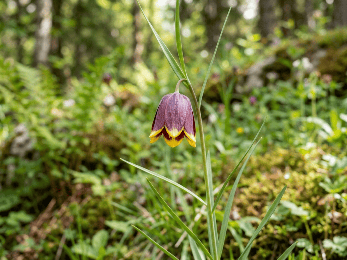 Fritillaria michailovskyi — close-up of leaves and flowers