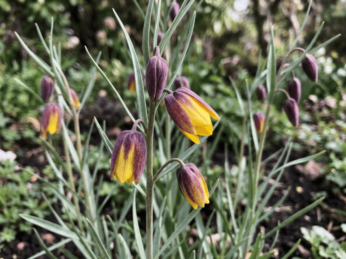 Fritillaria michailovskyi — seasonal appearance