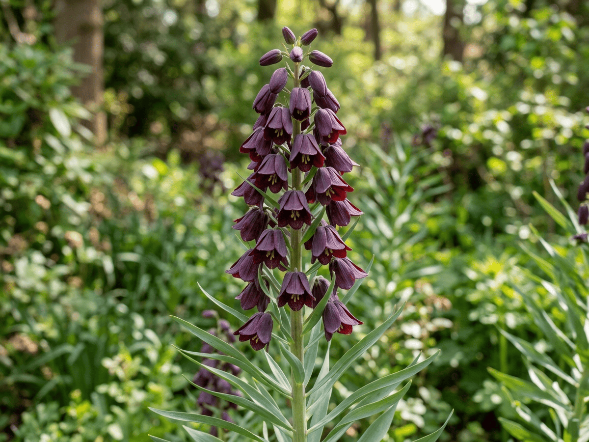 Persische Schachblume — Nahaufnahme von Blättern und Blüten