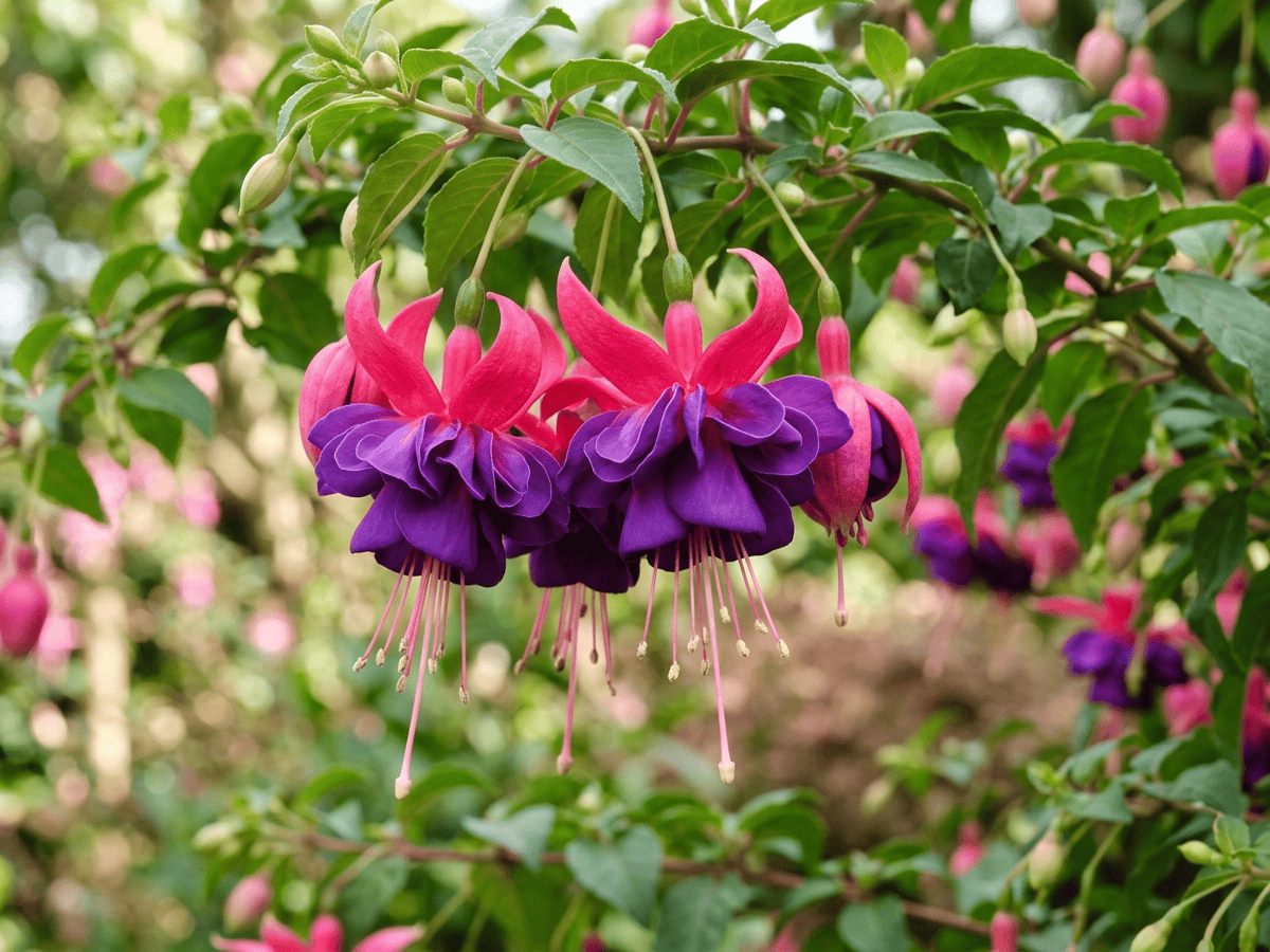 Fuchsia hybride — gros plan sur feuilles et fleurs