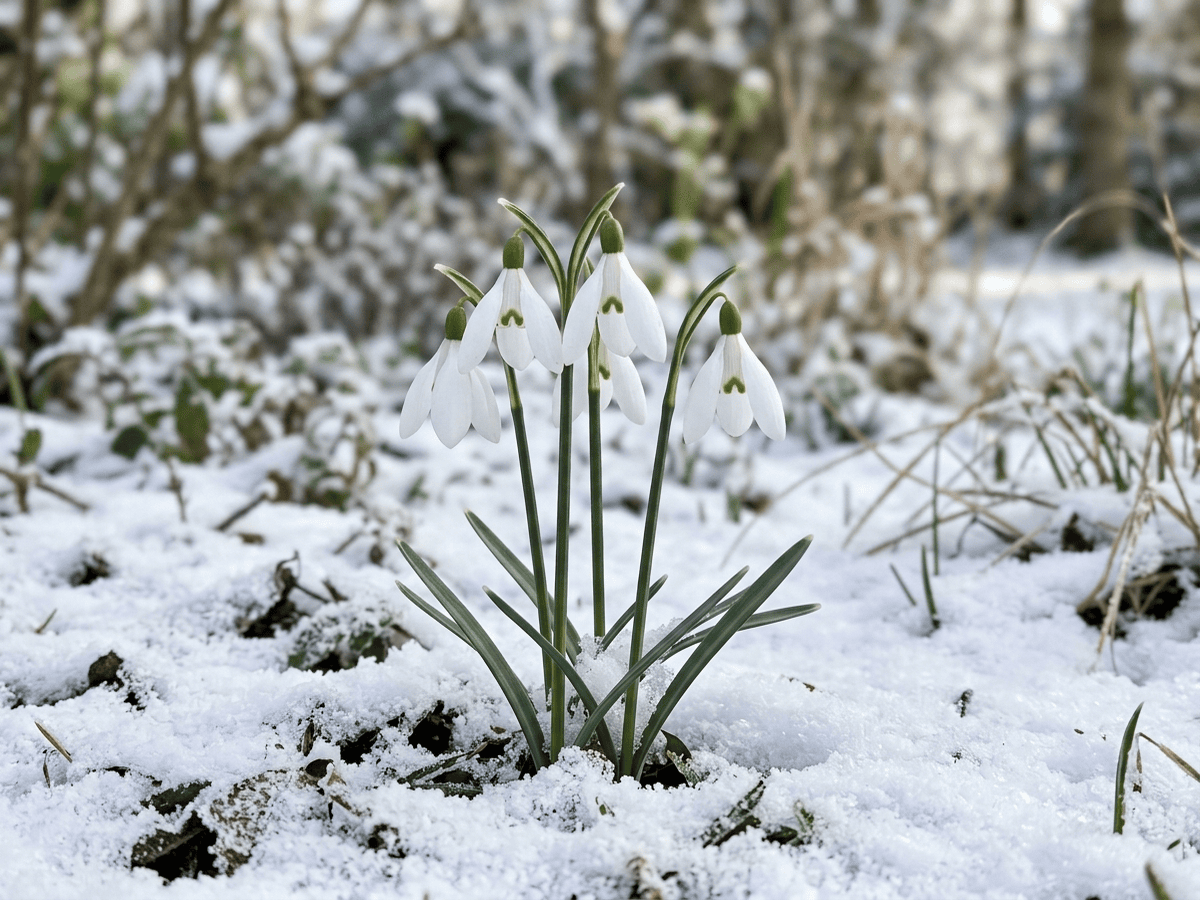 Schneeglöckchen