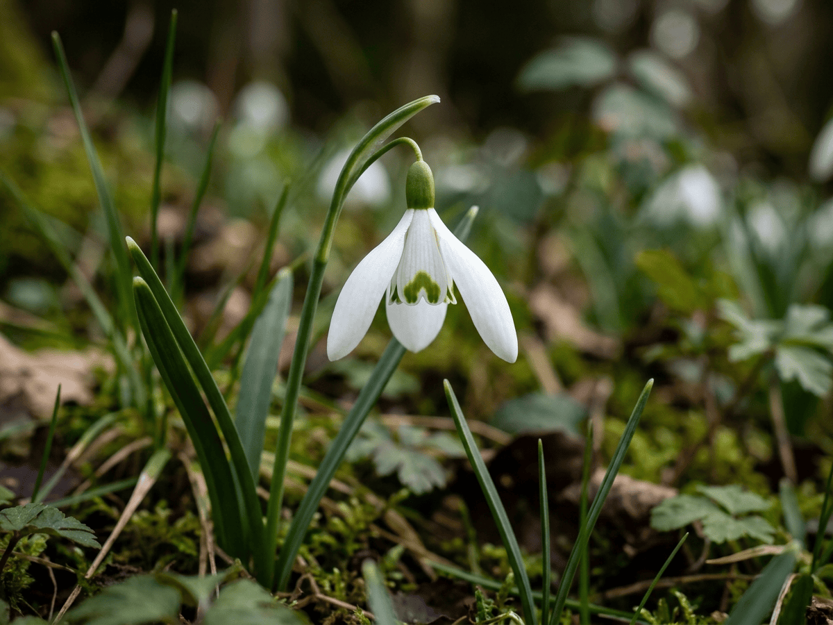 Common Snowdrop — close-up of leaves and flowers