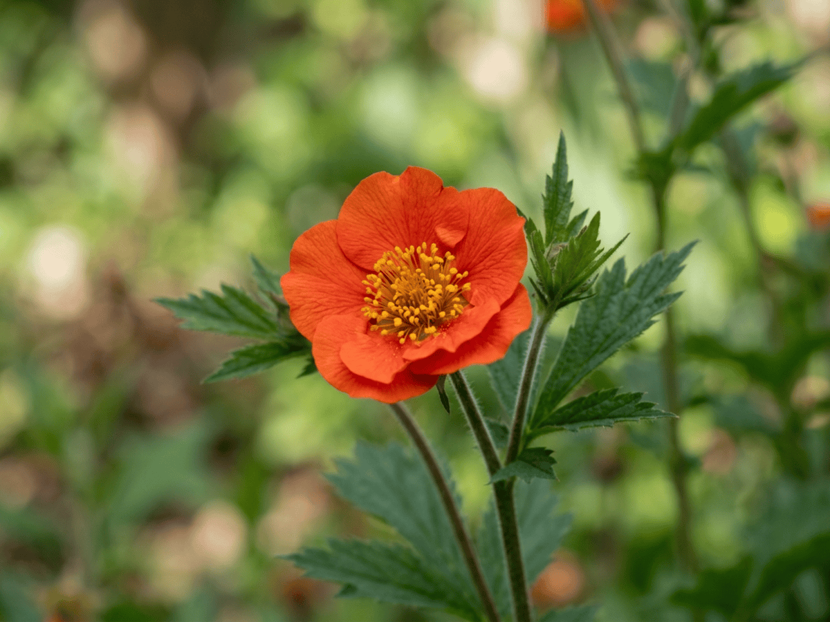 Scarlet Avens — close-up of leaves and flowers