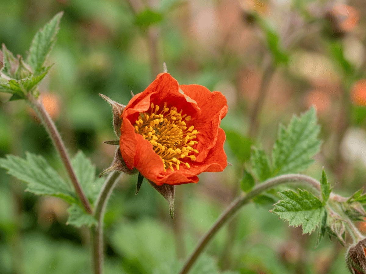 Scarlet Avens — seasonal appearance