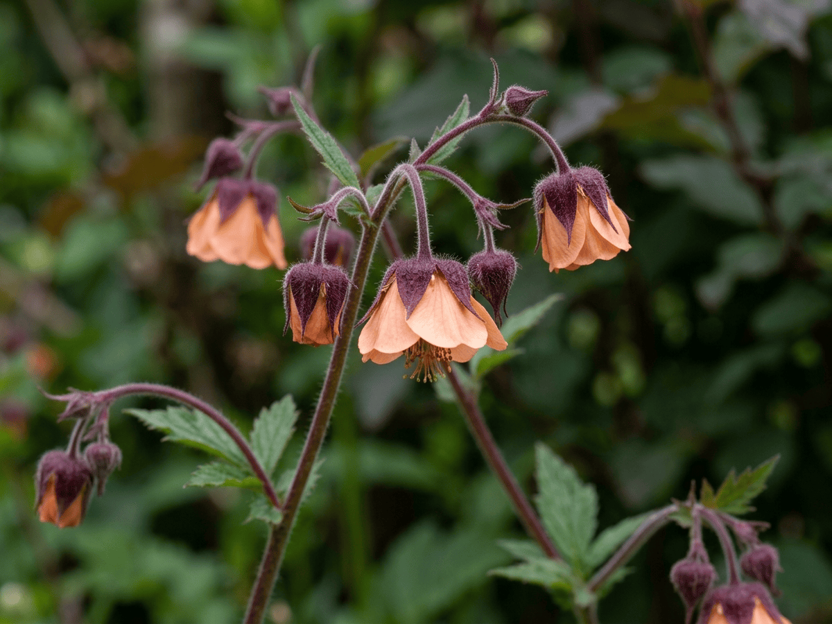 Water Avens — close-up of leaves and flowers