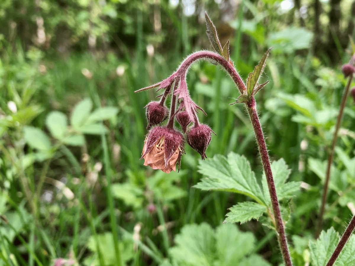 Water Avens — seasonal appearance