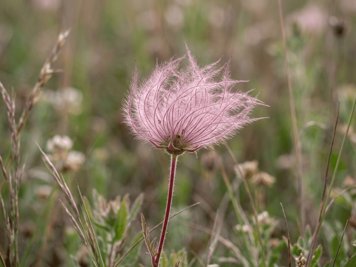 humo de pradera — primer plano de hojas y flores