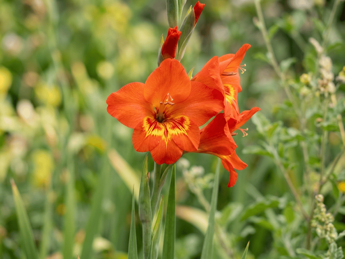 Dragon's-Head Lily — close-up of leaves and flowers