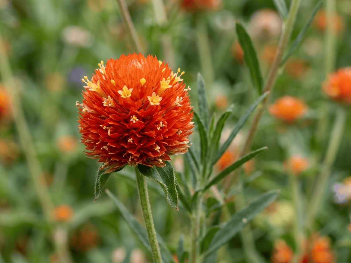 Rio Grande Globe Amaranth — close-up of leaves and flowers