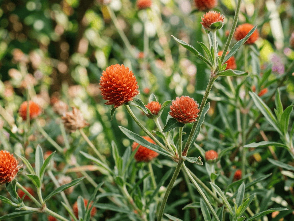 Rio Grande Globe Amaranth — seasonal appearance