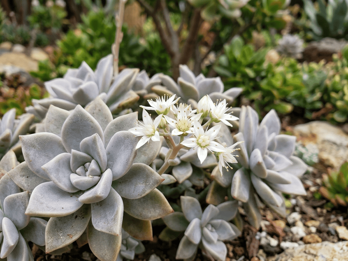 Plante fantôme — gros plan sur feuilles et fleurs