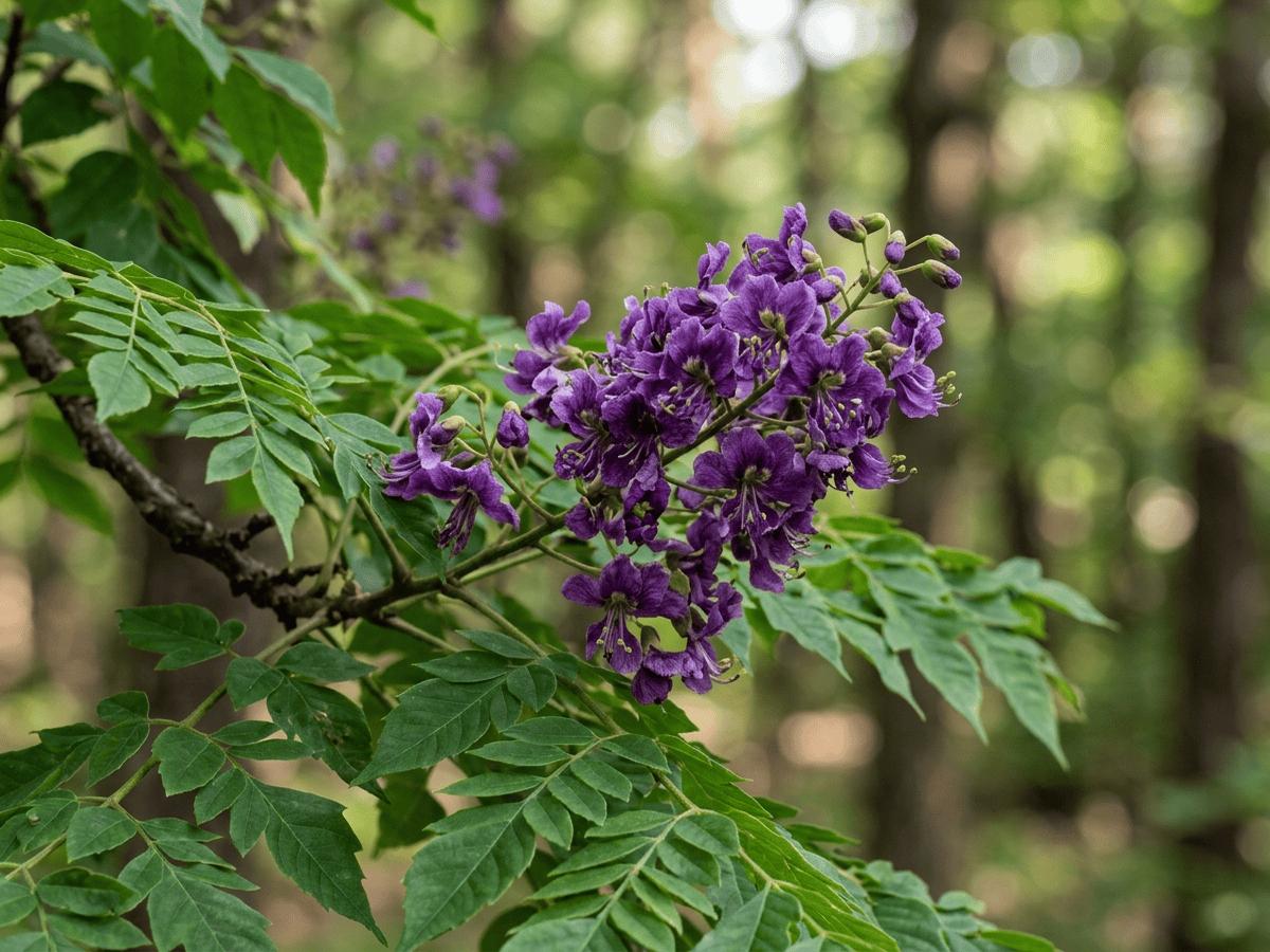 Chinese Coffeetree — close-up of leaves and flowers