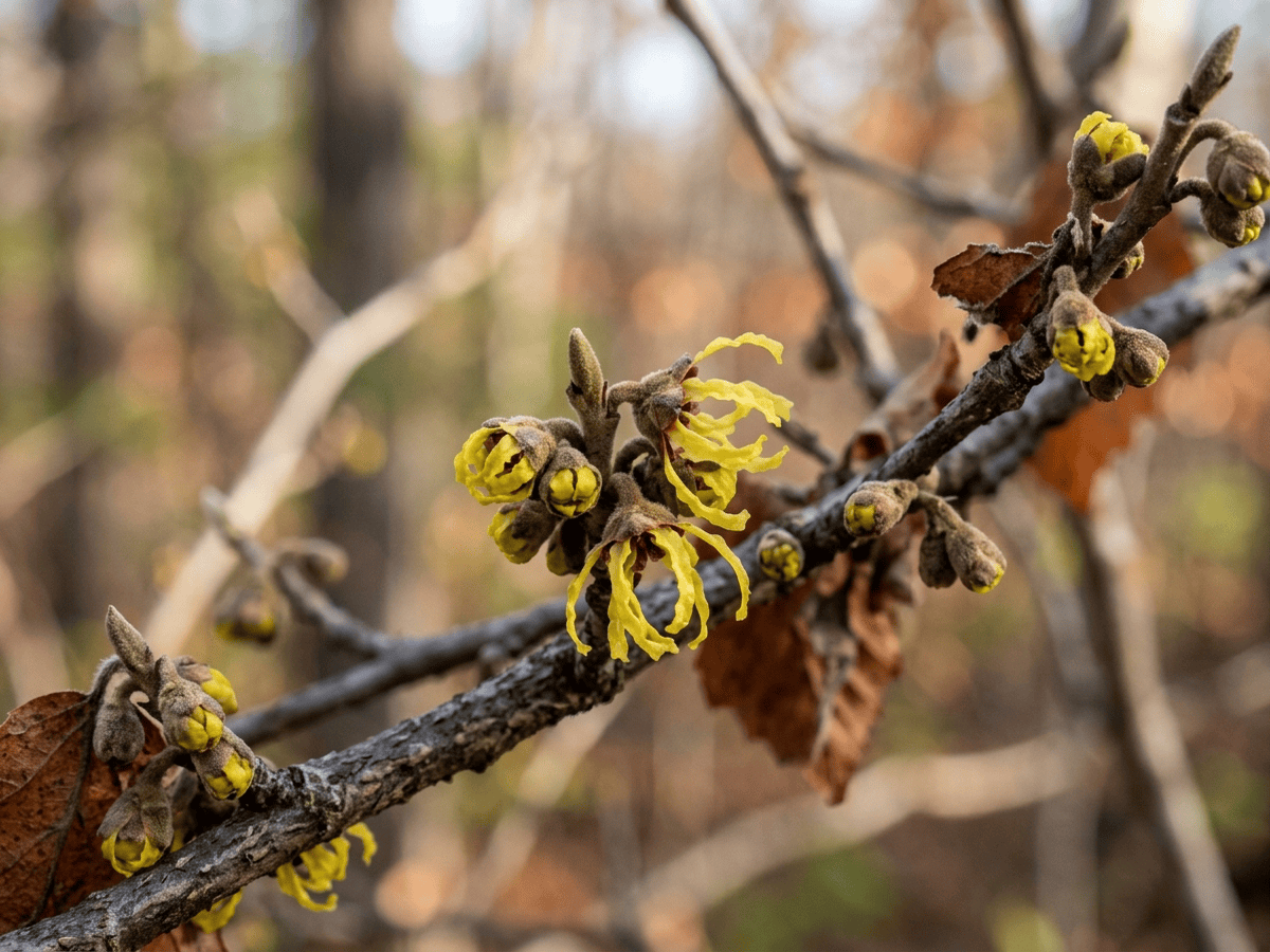 American Witch Hazel — seasonal appearance