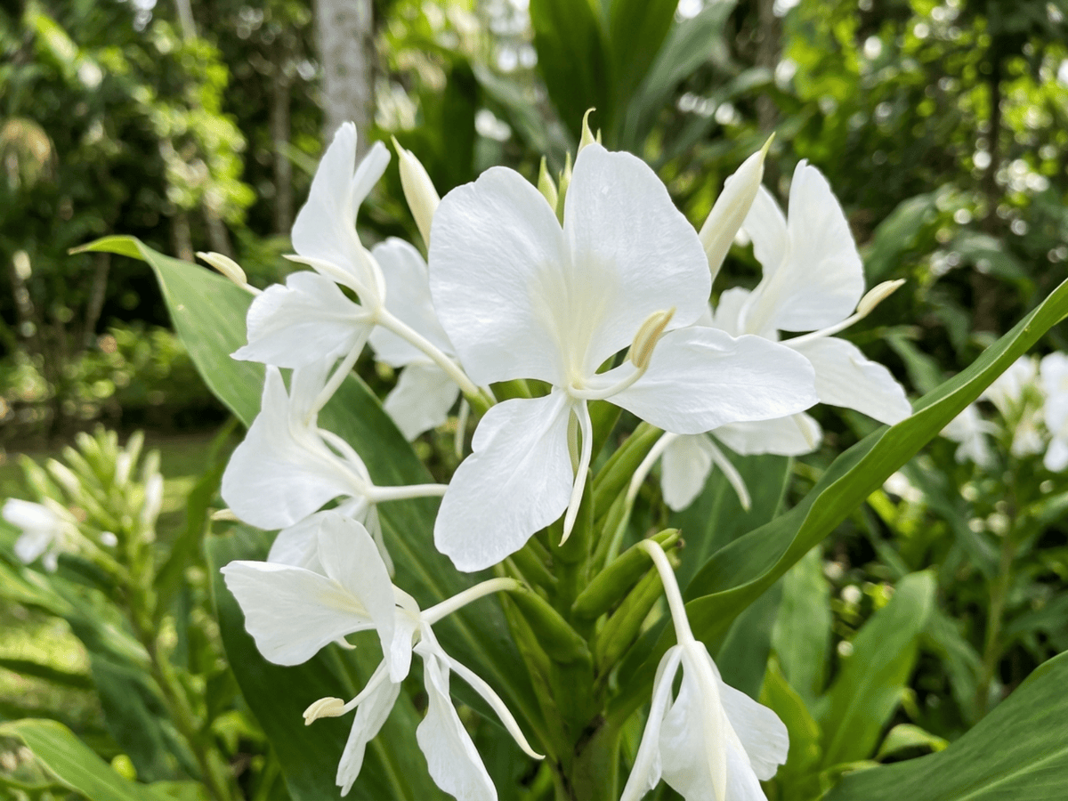 Butterfly Ginger Lily — close-up of leaves and flowers
