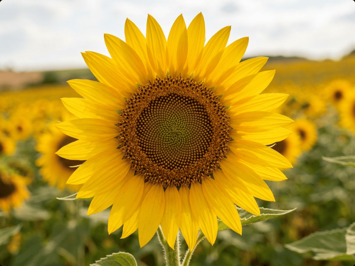 girasol — primer plano de hojas y flores