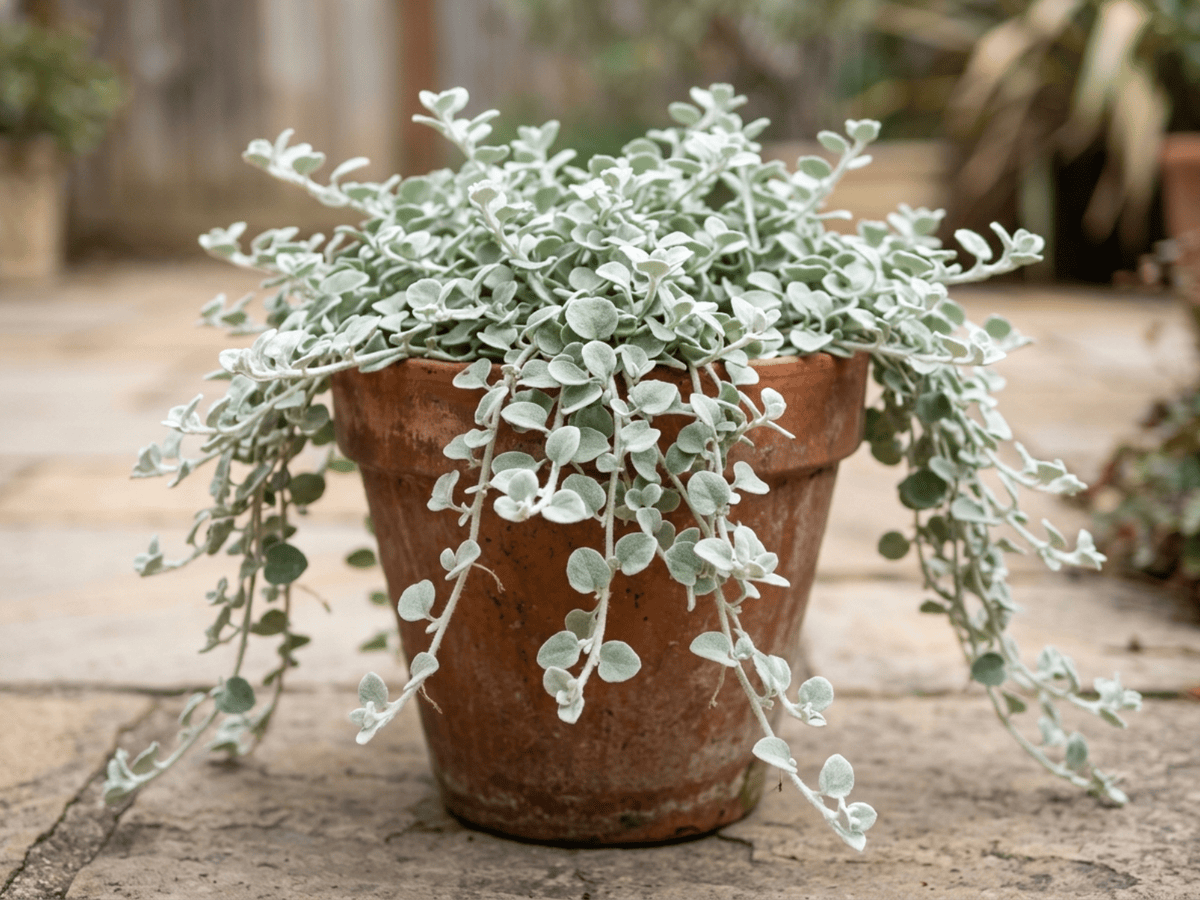 Licorice Plant (Helichrysum petiolare), whole plant