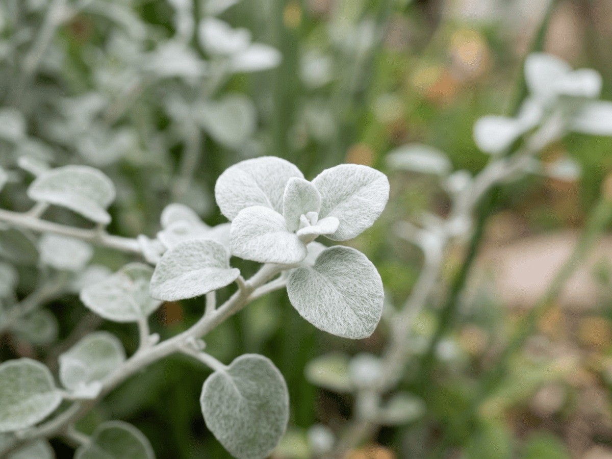 Licorice Plant — close-up of leaves and flowers