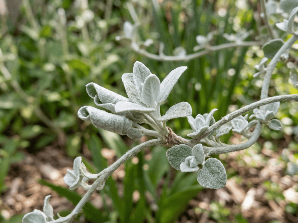 Licorice Plant — seasonal appearance