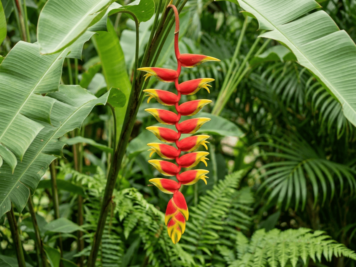 Eliconia (Heliconia rostrata), pianta intera