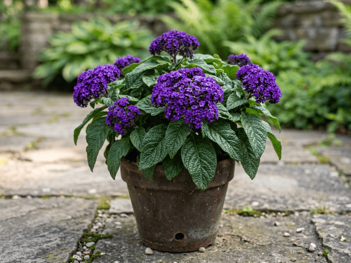 Héliotrope du Pérou (Heliotropium arborescens), plante entière
