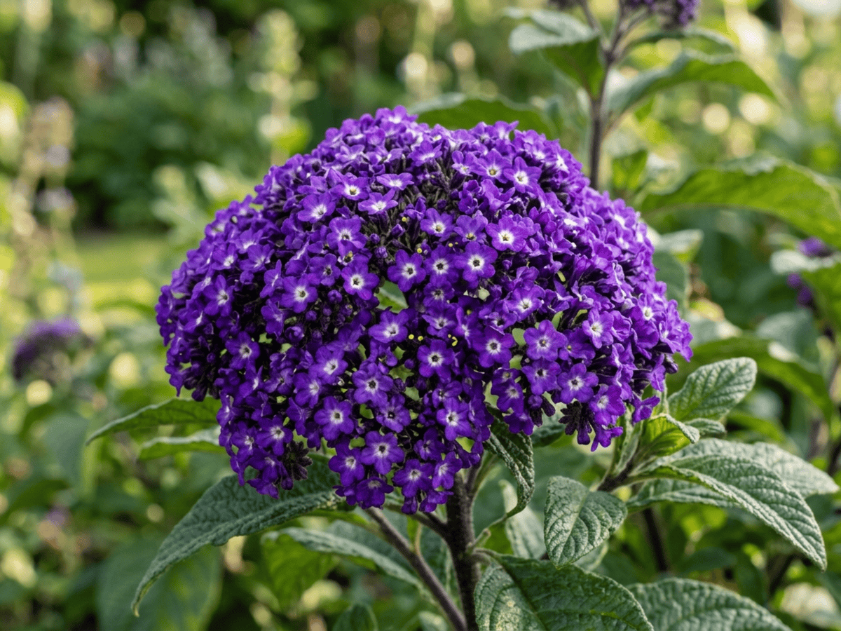 Héliotrope du Pérou — gros plan sur feuilles et fleurs