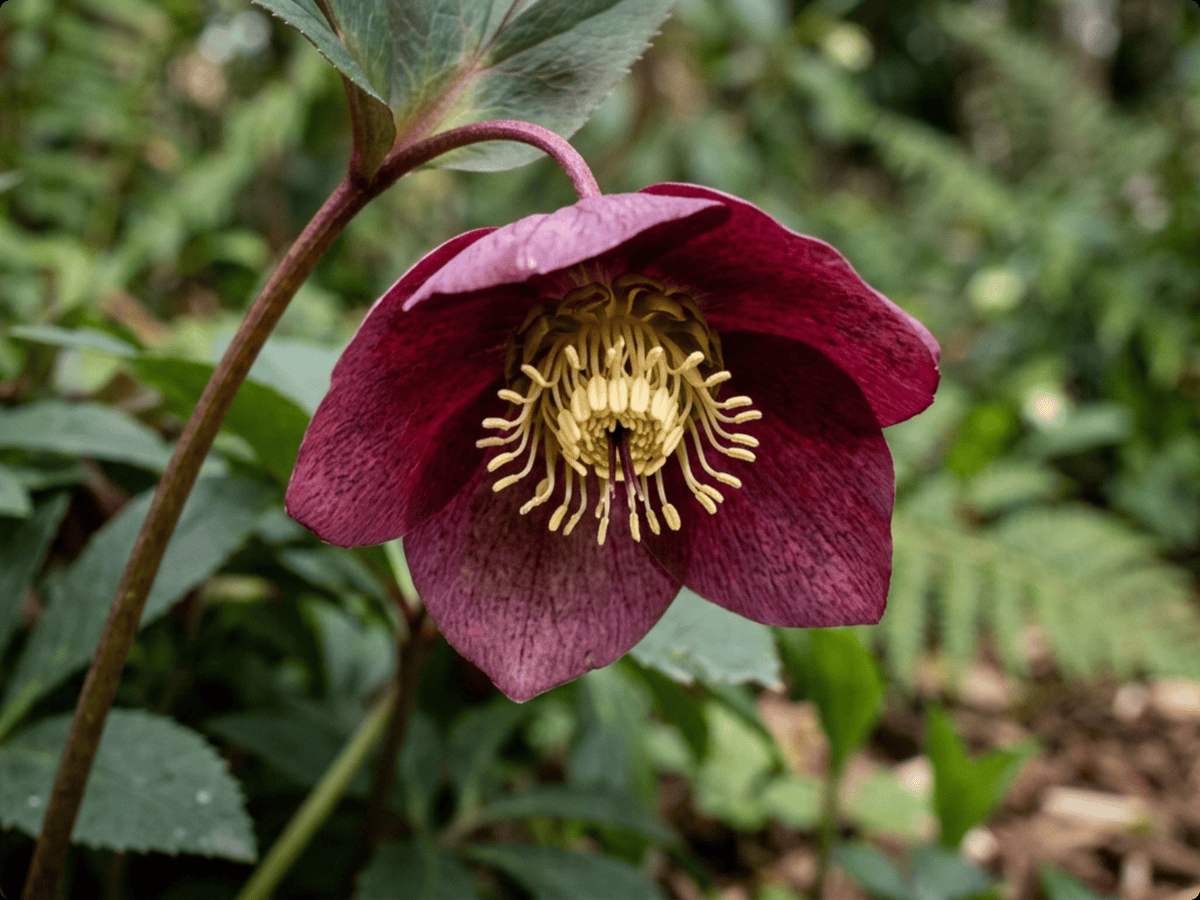 Lenten-Rose — close-up of leaves and flowers
