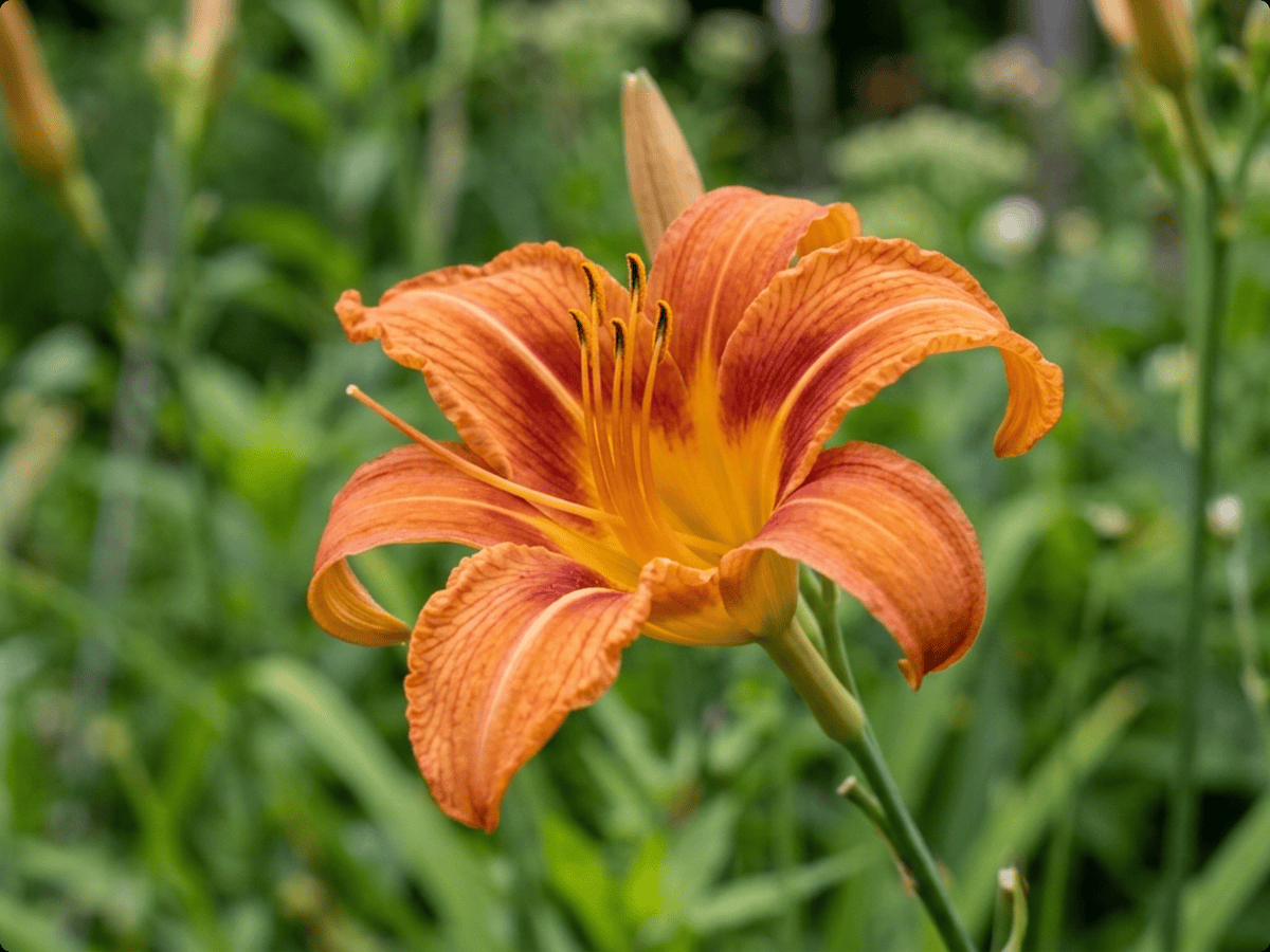 Orange Day-Lily — close-up of leaves and flowers