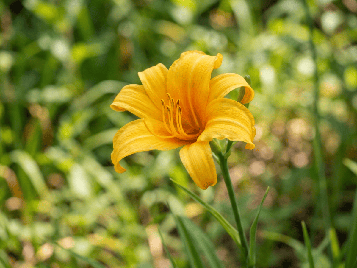 Small Daylily — close-up of leaves and flowers