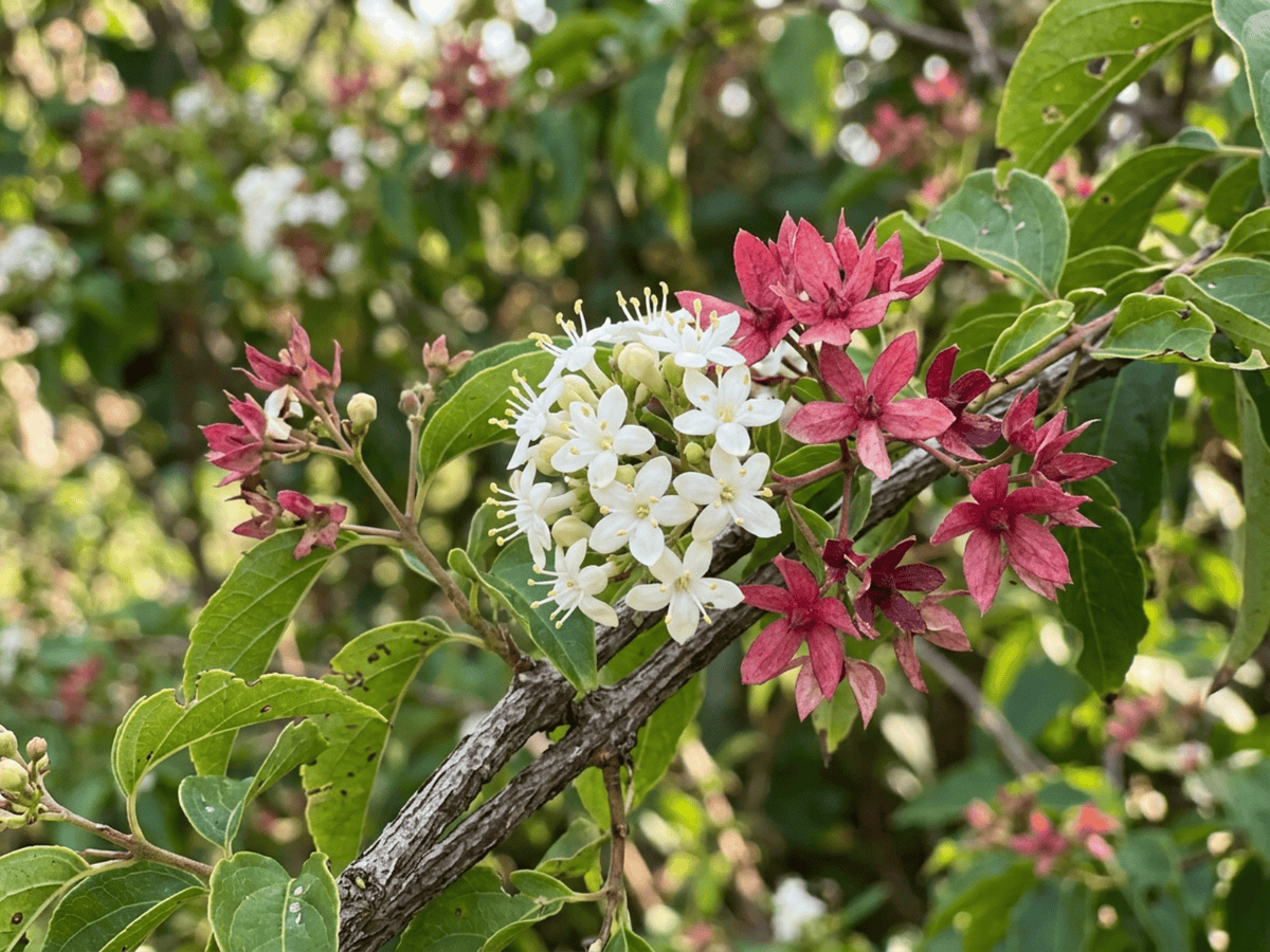 Seven Sons Tree — close-up of leaves and flowers