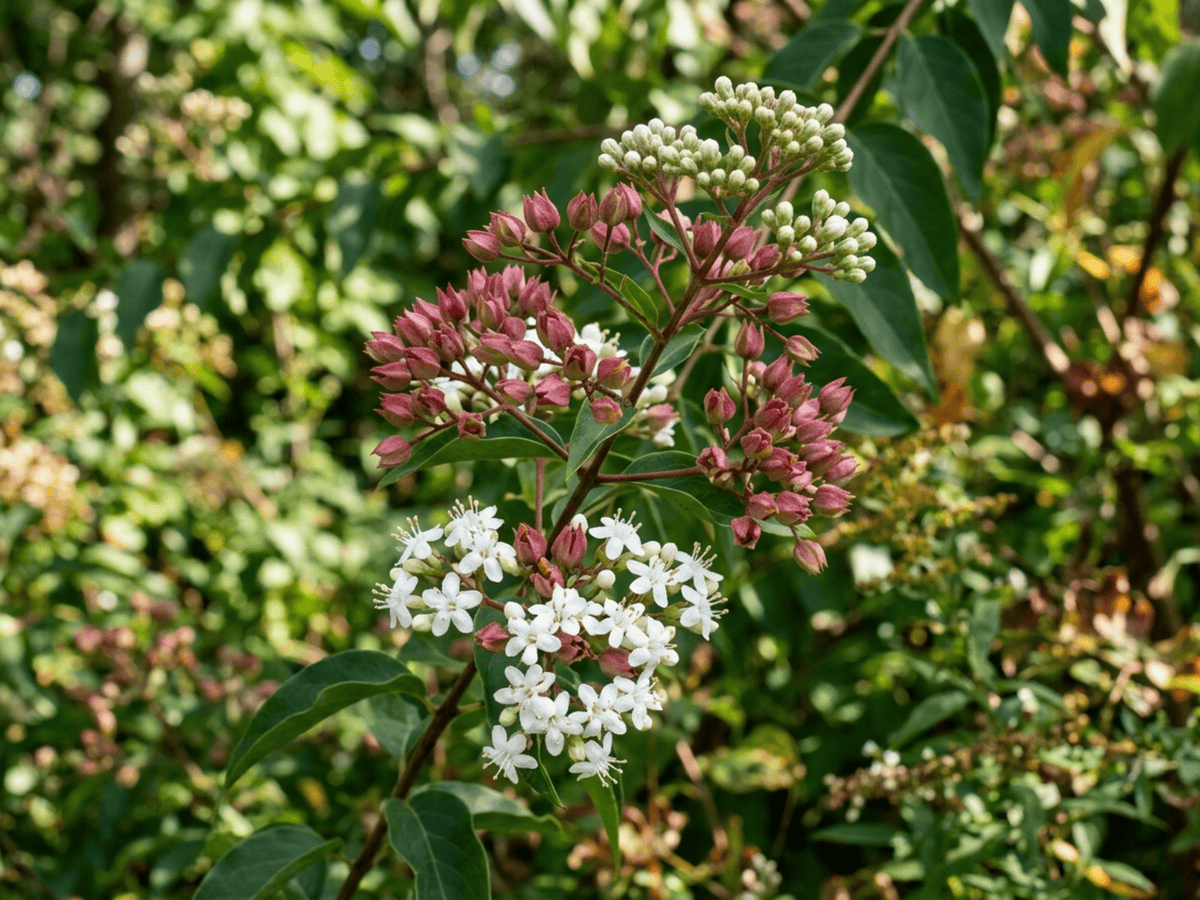 Seven Sons Tree — seasonal appearance