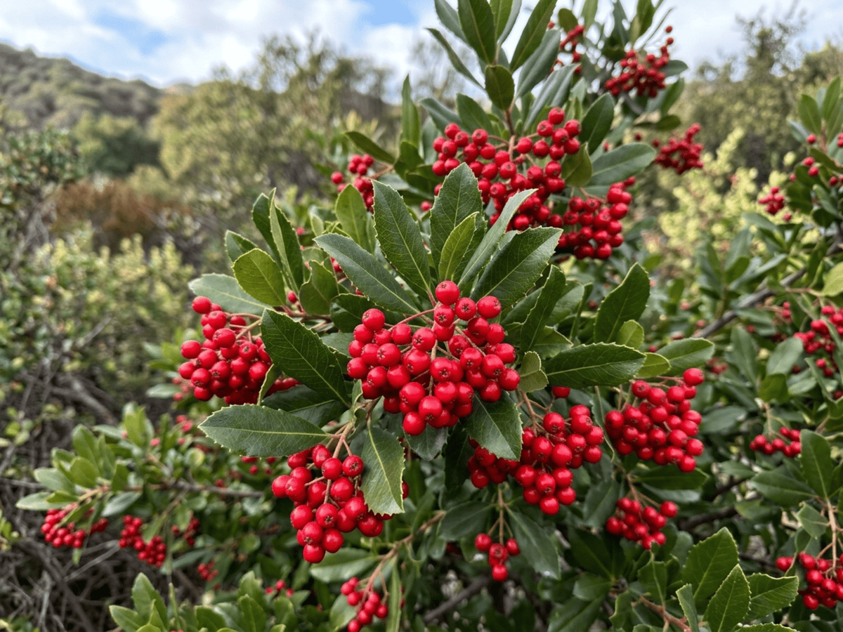 Toyon — gros plan sur feuilles et fleurs