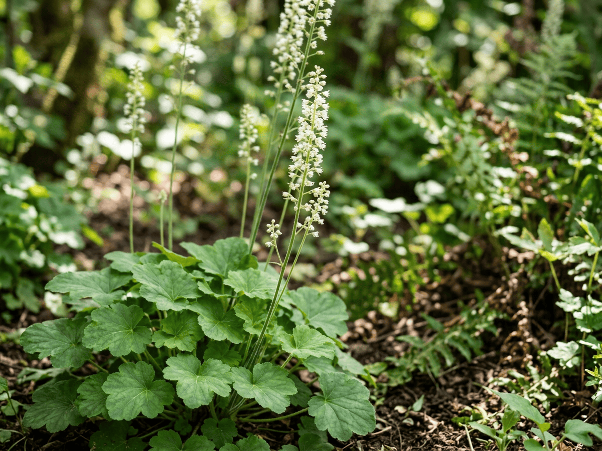 Heuchère cylindrique — gros plan sur feuilles et fleurs