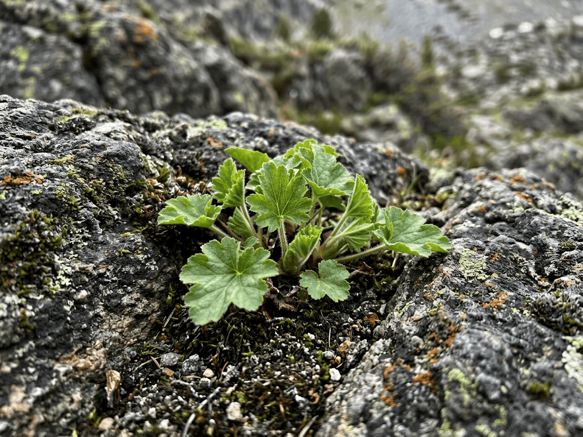 Gooseberry-Leaf Alumroot — seasonal appearance