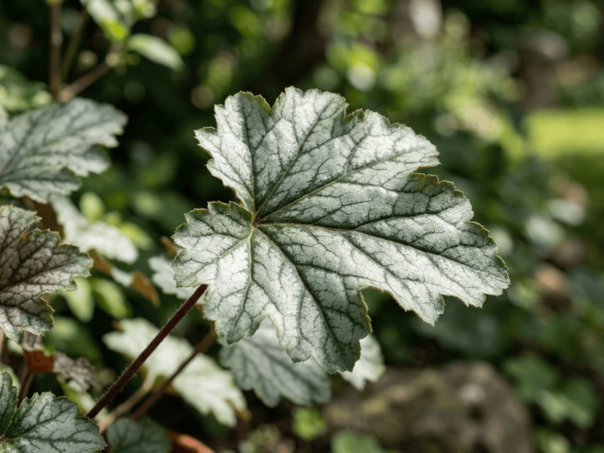 Crevice Alumroot — close-up of leaves and flowers