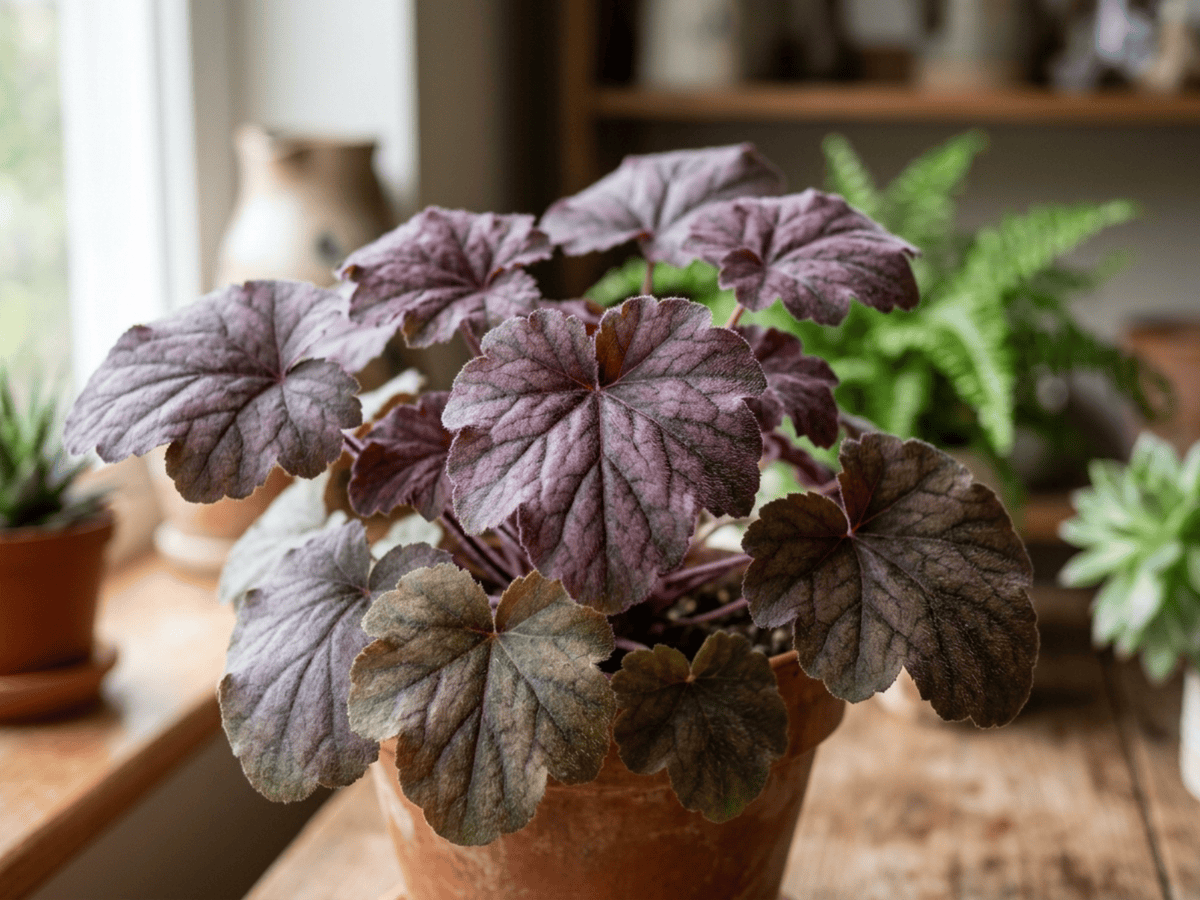 Hairy Alumroot — close-up of leaves and flowers