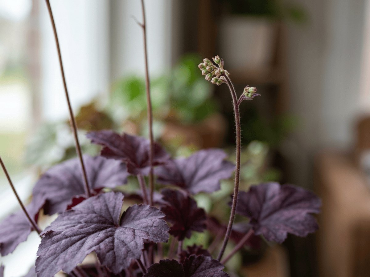 Hairy Alumroot — seasonal appearance