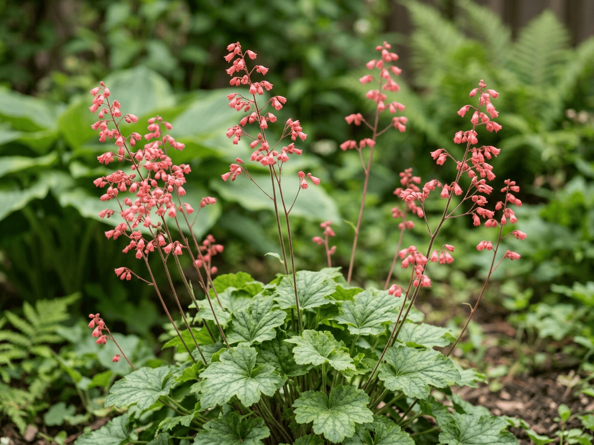 Coral Bells — close-up of leaves and flowers