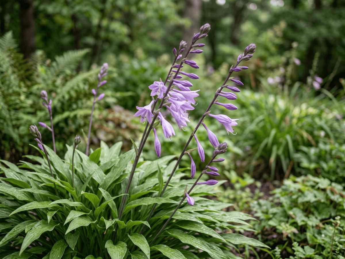 Hosta a foglie strette — aspetto stagionale