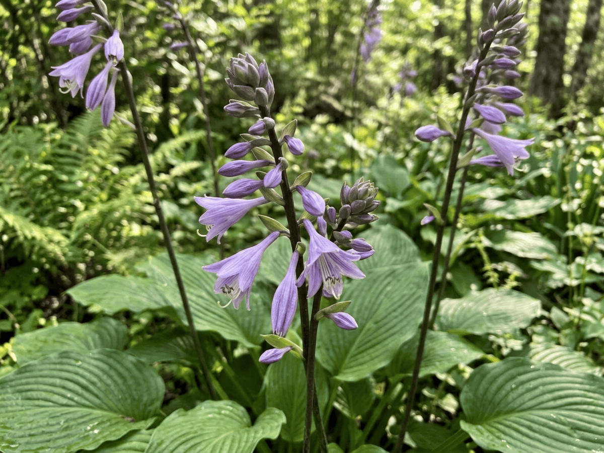 Mountain Hosta — seasonal appearance
