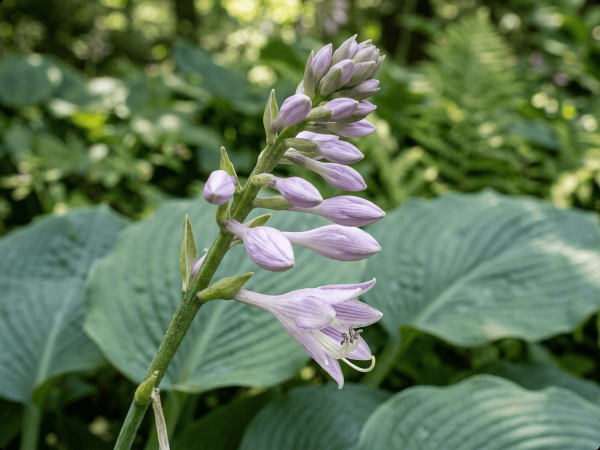 hosta de Siebold — aspecto estacional